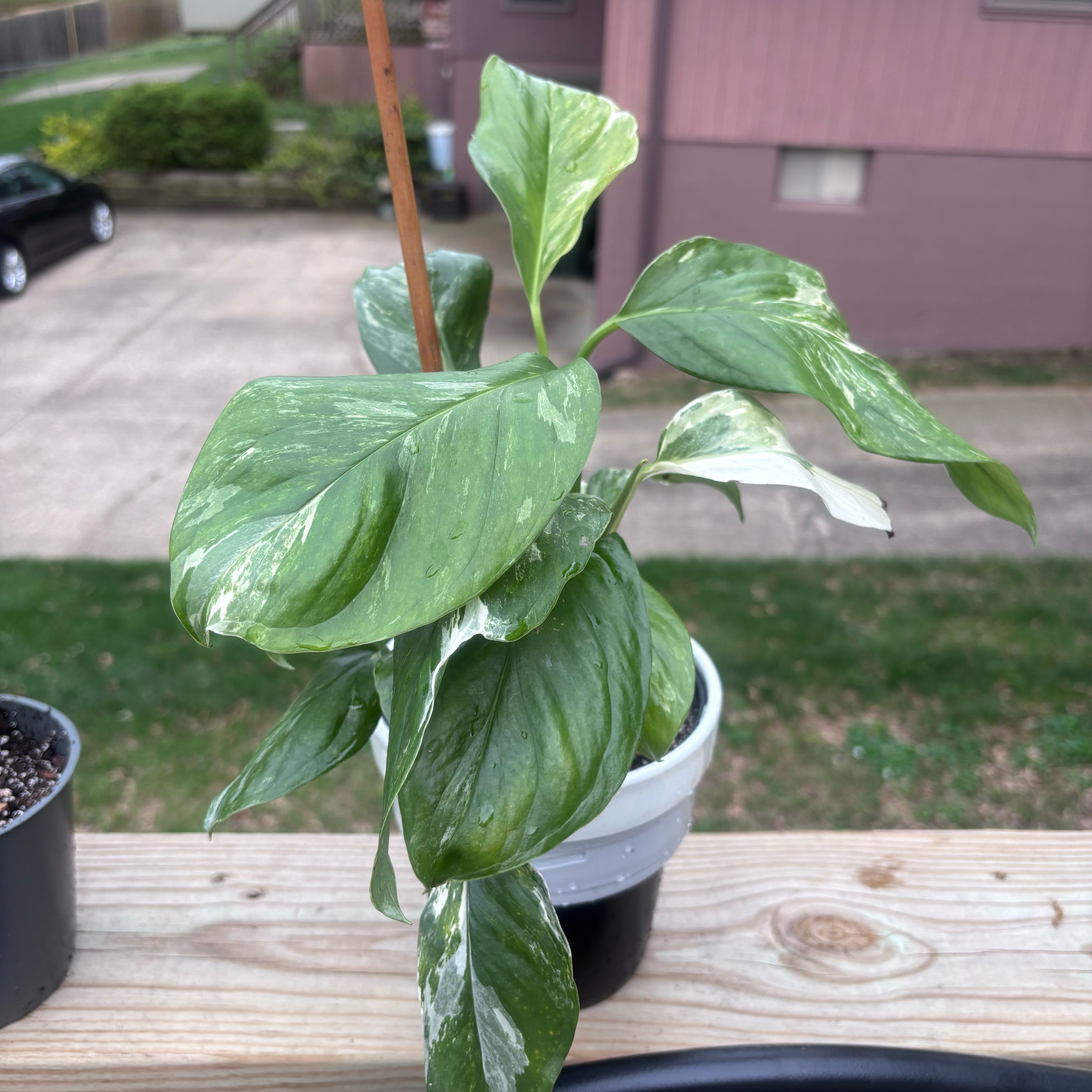Photo of the plant species Monstera lechleriana by @BrownSkinQueen named Miley on Greg, the plant care app
