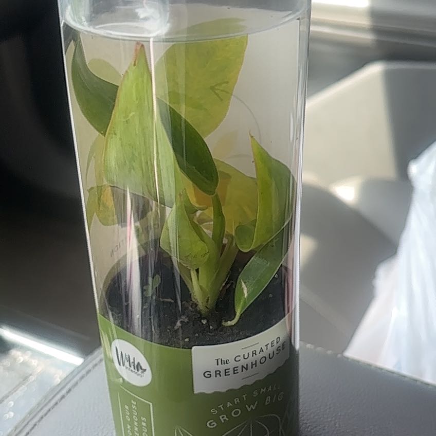 Photo of the plant species Philodendron Calkins Gold by @BrownSkinQueen named Lebron on Greg, the plant care app