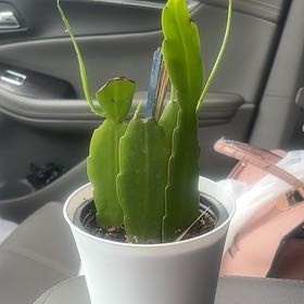 Photo of the plant species Red Orchid Cactus by @BrownSkinQueen named Keanu Leaves on Greg, the plant care app