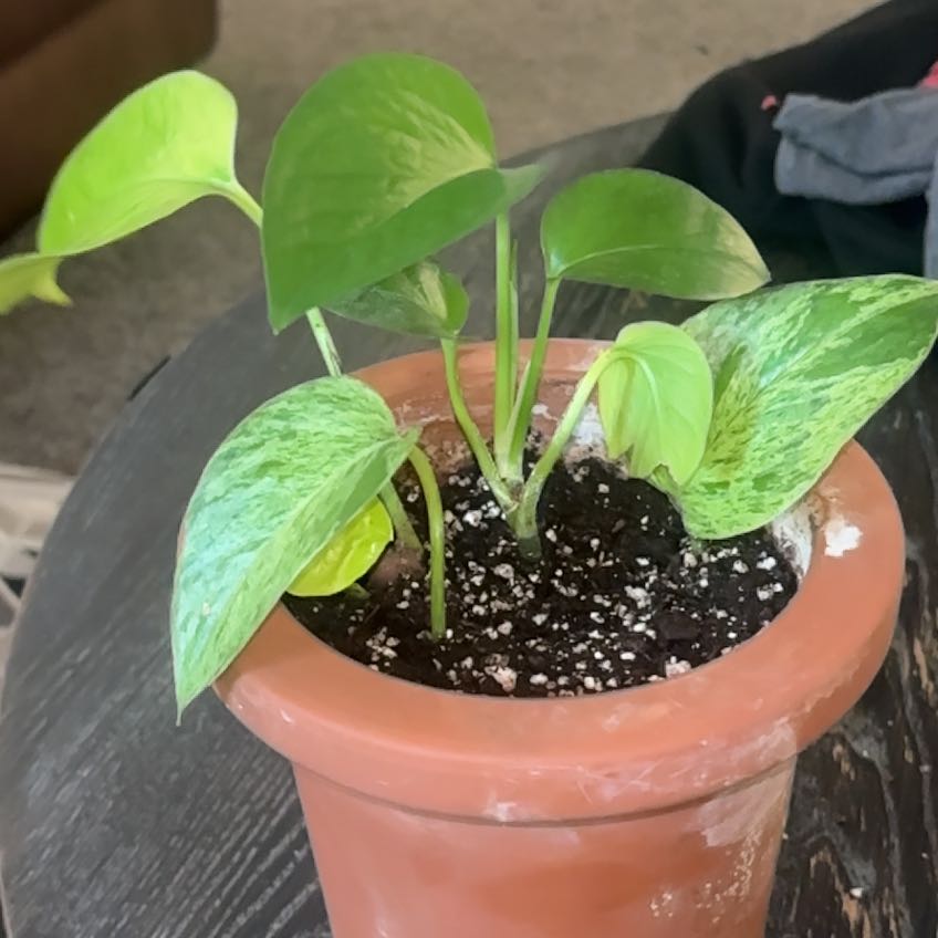 Photo of the plant species Pothos by @BrownSkinQueen named Forrest on Greg, the plant care app