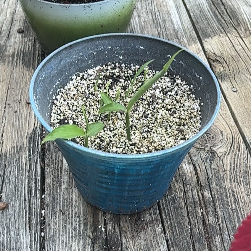 Photo of the plant species Ginger Root by @BrownSkinQueen named Denali on Greg, the plant care app