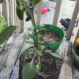 Photo of the plant species Jalepeno by @BrownSkinQueen named Xena on Greg, the plant care app