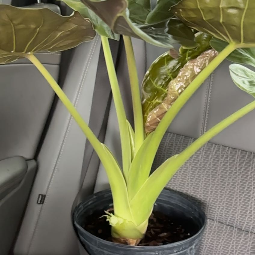 Photo of the plant species New Guinea Shield by @BrownSkinQueen named Lavender on Greg, the plant care app