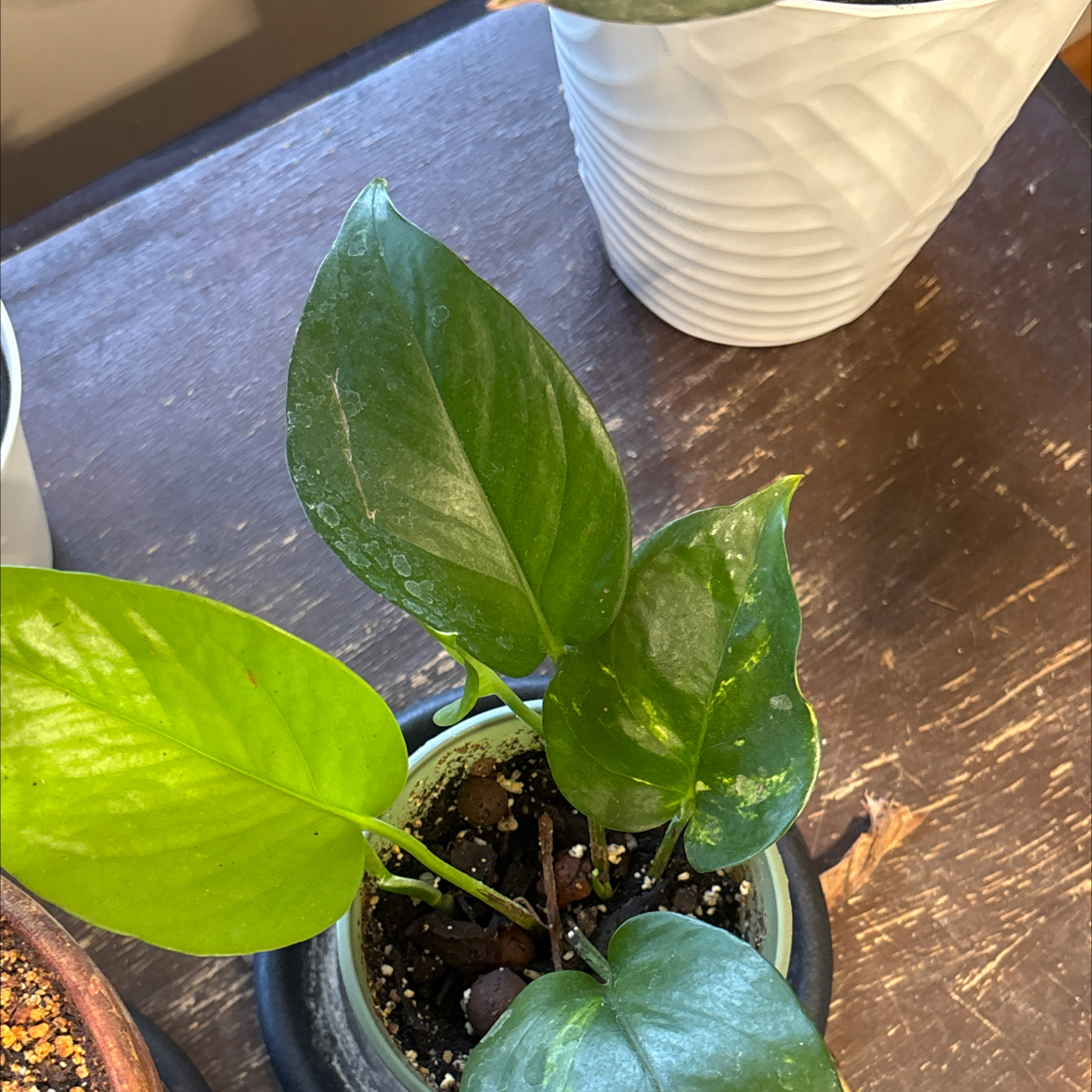 Photo of the plant species Pothos by @BrownSkinQueen named Bodhi on Greg, the plant care app