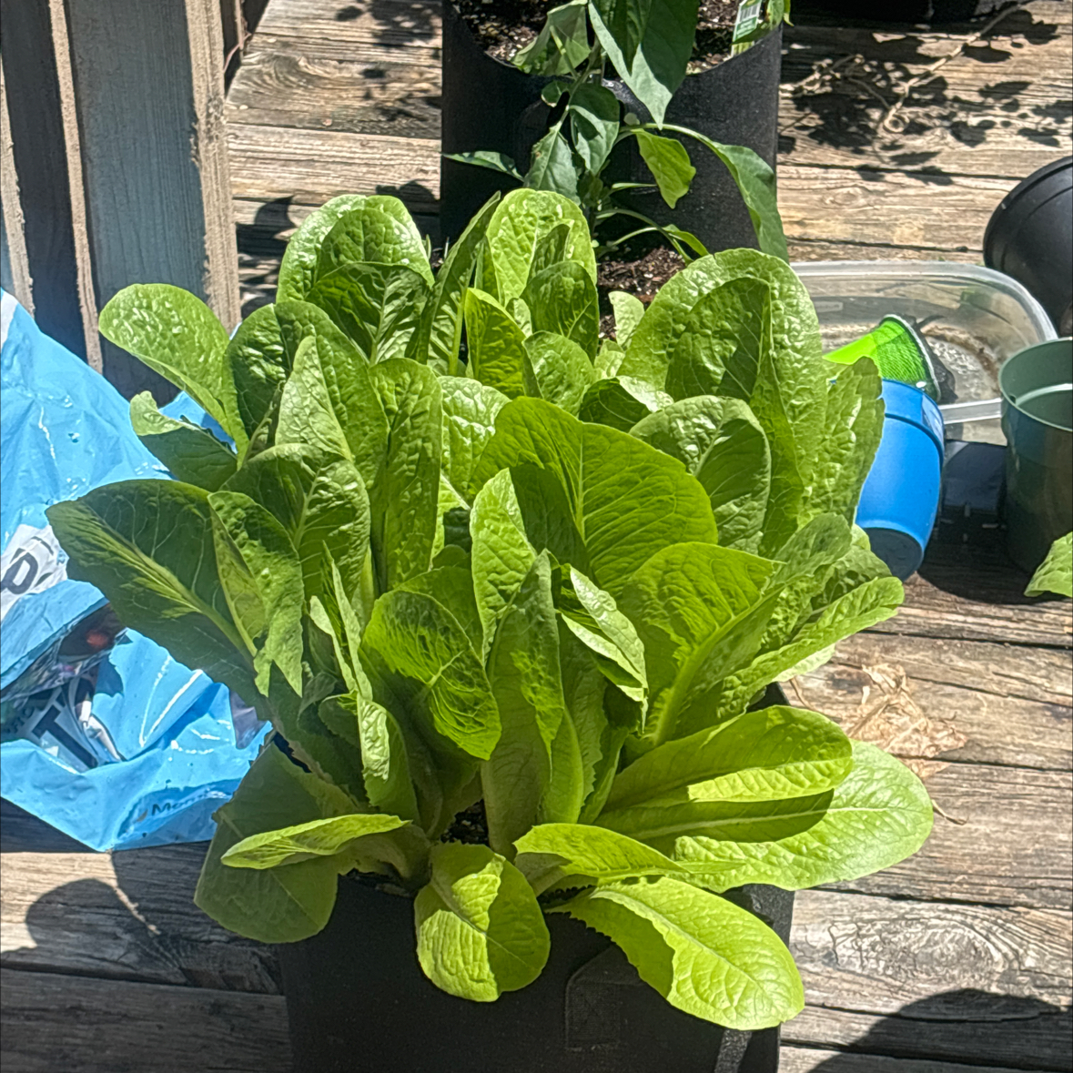 Photo of the plant species Romaine Lettuce 'Little Caesar' by @BrownSkinQueen named Treeyoncé on Greg, the plant care app