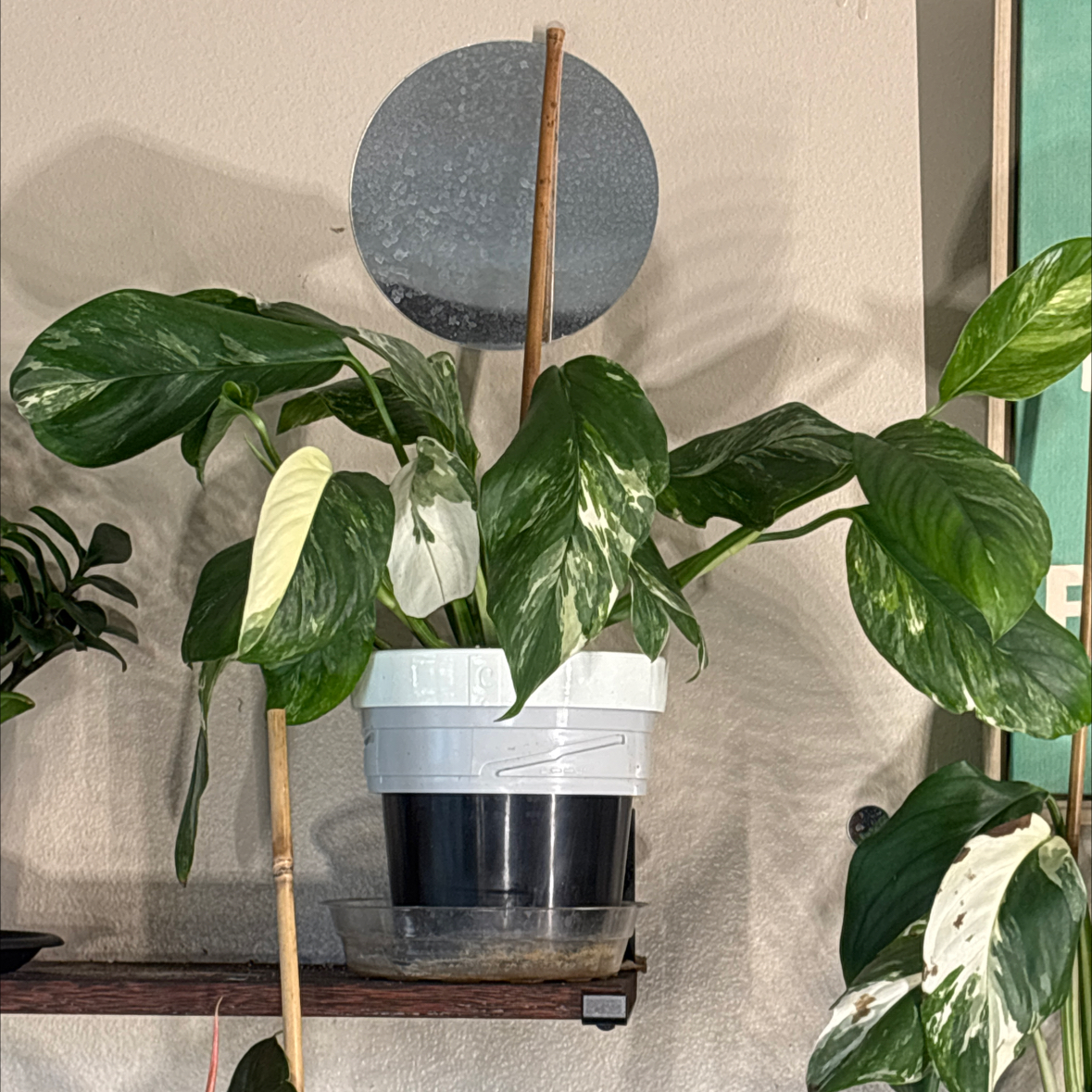 Photo of the plant species Monstera lechleriana by @BrownSkinQueen named Miley on Greg, the plant care app