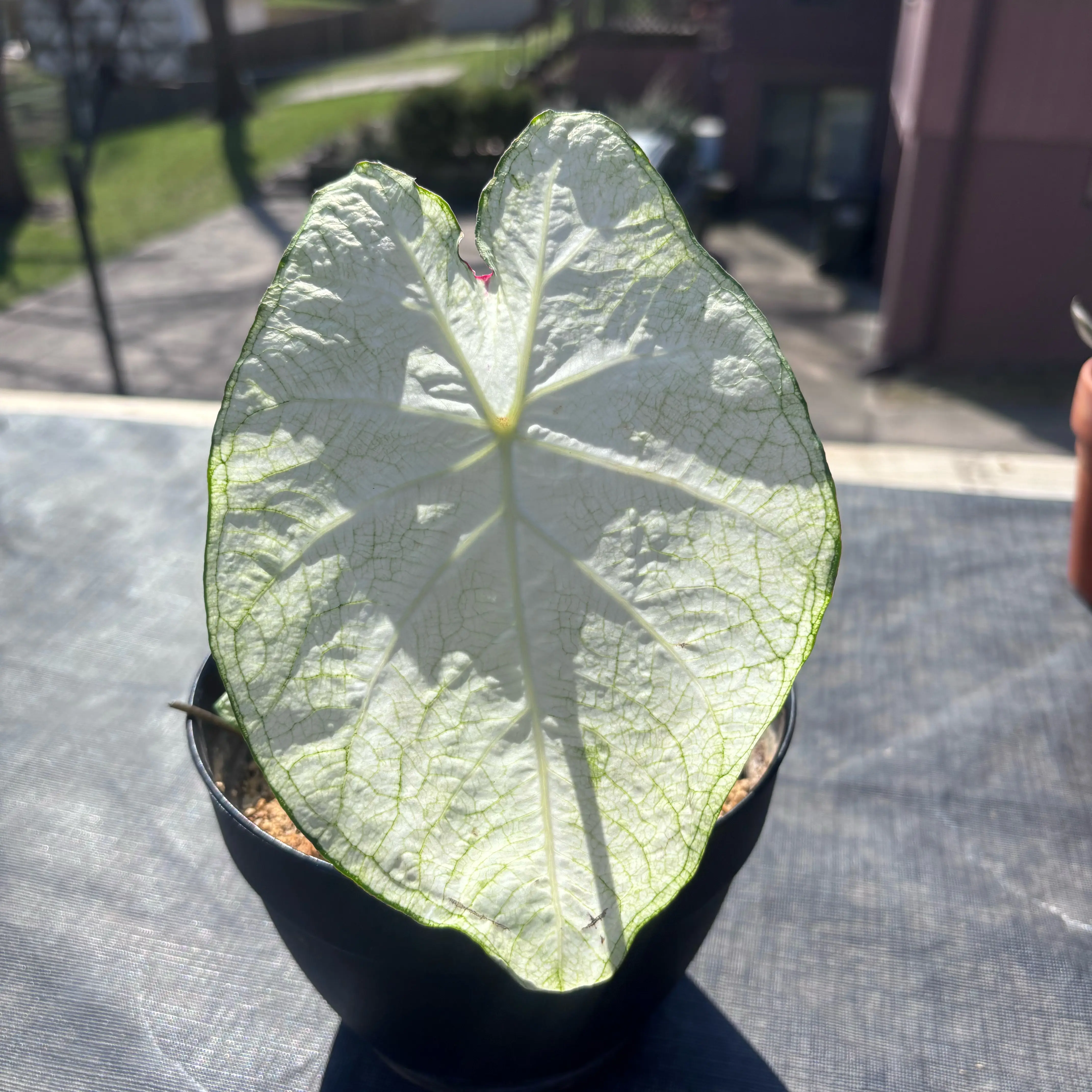 Photo of the plant species Caladium White Queen by @BrownSkinQueen named Willow on Greg, the plant care app