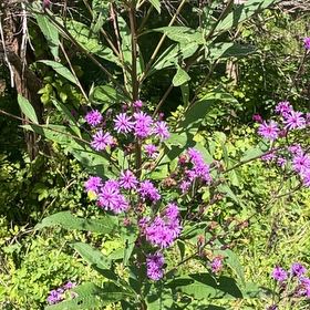 Photo of the plant species New York Ironweed by @VipLlavea32 named Rihanna on Greg, the plant care app