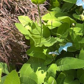 Photo of the plant species Bloodroot by @EarnestGardenia named Leaf Erickson on Greg, the plant care app