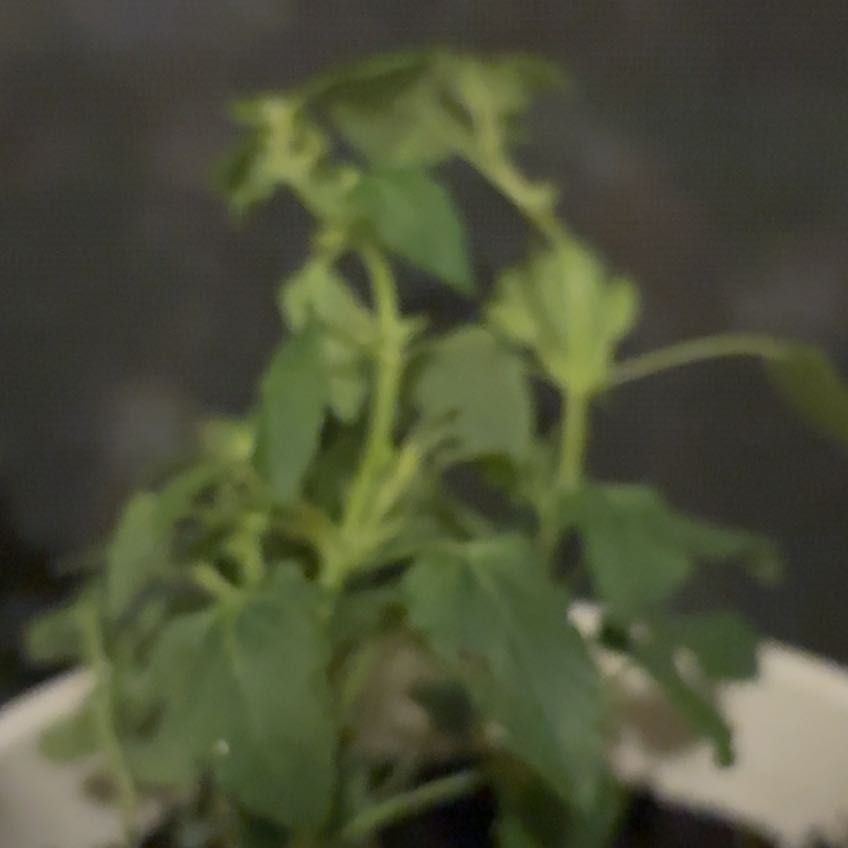 Photo of the plant species Hummingbird Mint by @LegitBluerose named Elina on Greg, the plant care app