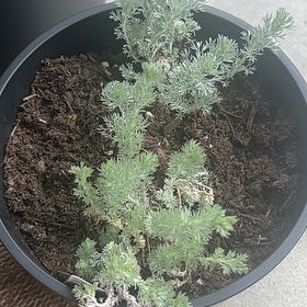 Photo of the plant species Silky Wormwood by @ActiveBroccoli named Miley on Greg, the plant care app