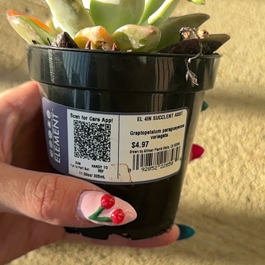 Photo of the plant species Variegated Ghost Plant by @TidyKoreanfir73 named Queen on Greg, the plant care app