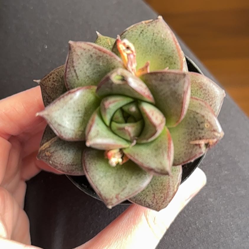 Photo of the plant species Pachyveria 'blue quartz' by @Crystalb named Captain Plant-it on Greg, the plant care app