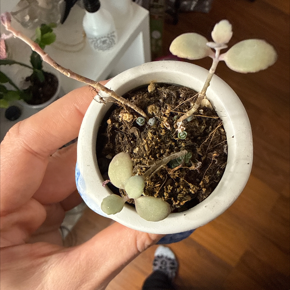 Photo of the plant species Sunsparkler Sedum by @Crystalb named Nemo on Greg, the plant care app