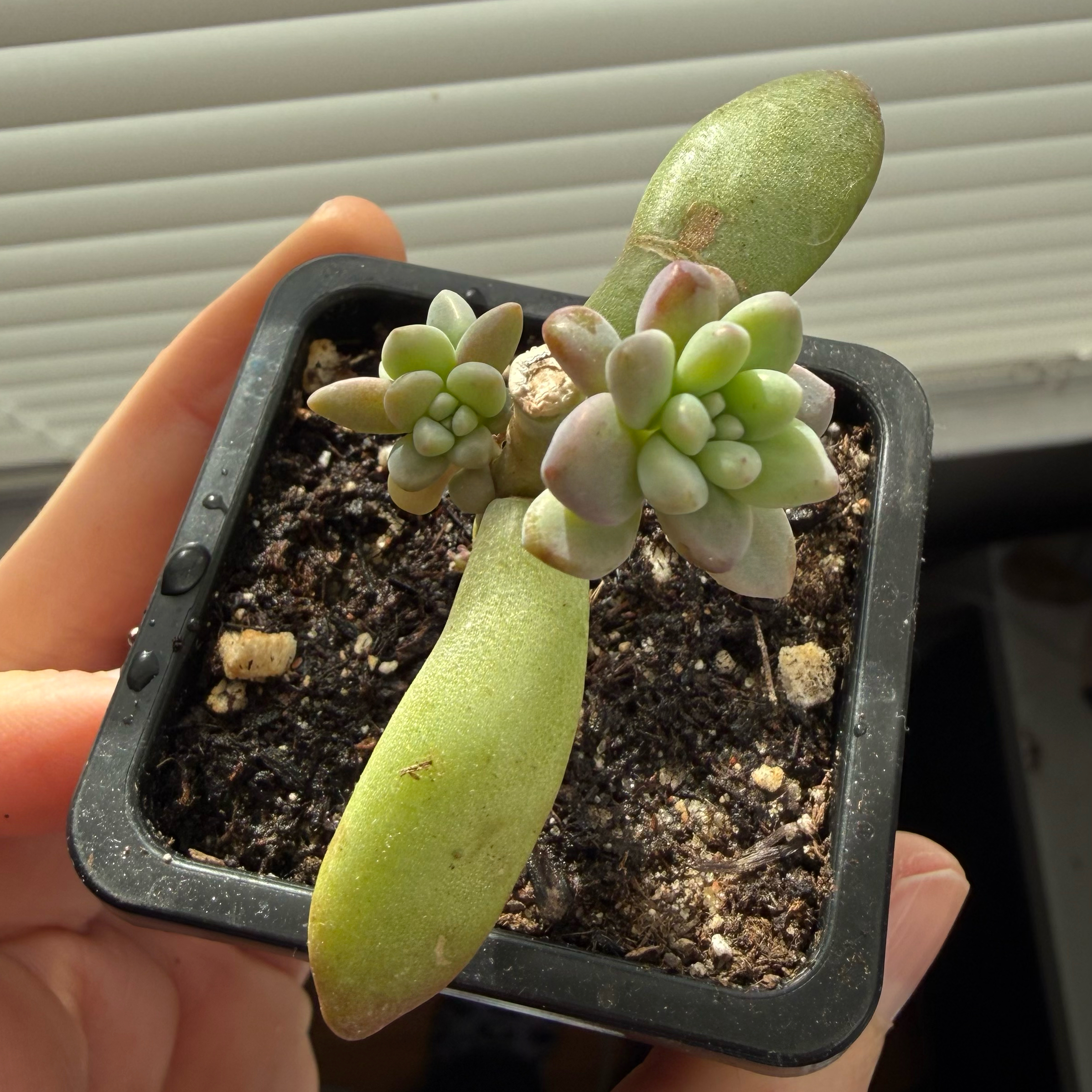 Photo of the plant species Graptosedum 'Francesco Baldi' by @Crystalb named Bieber on Greg, the plant care app