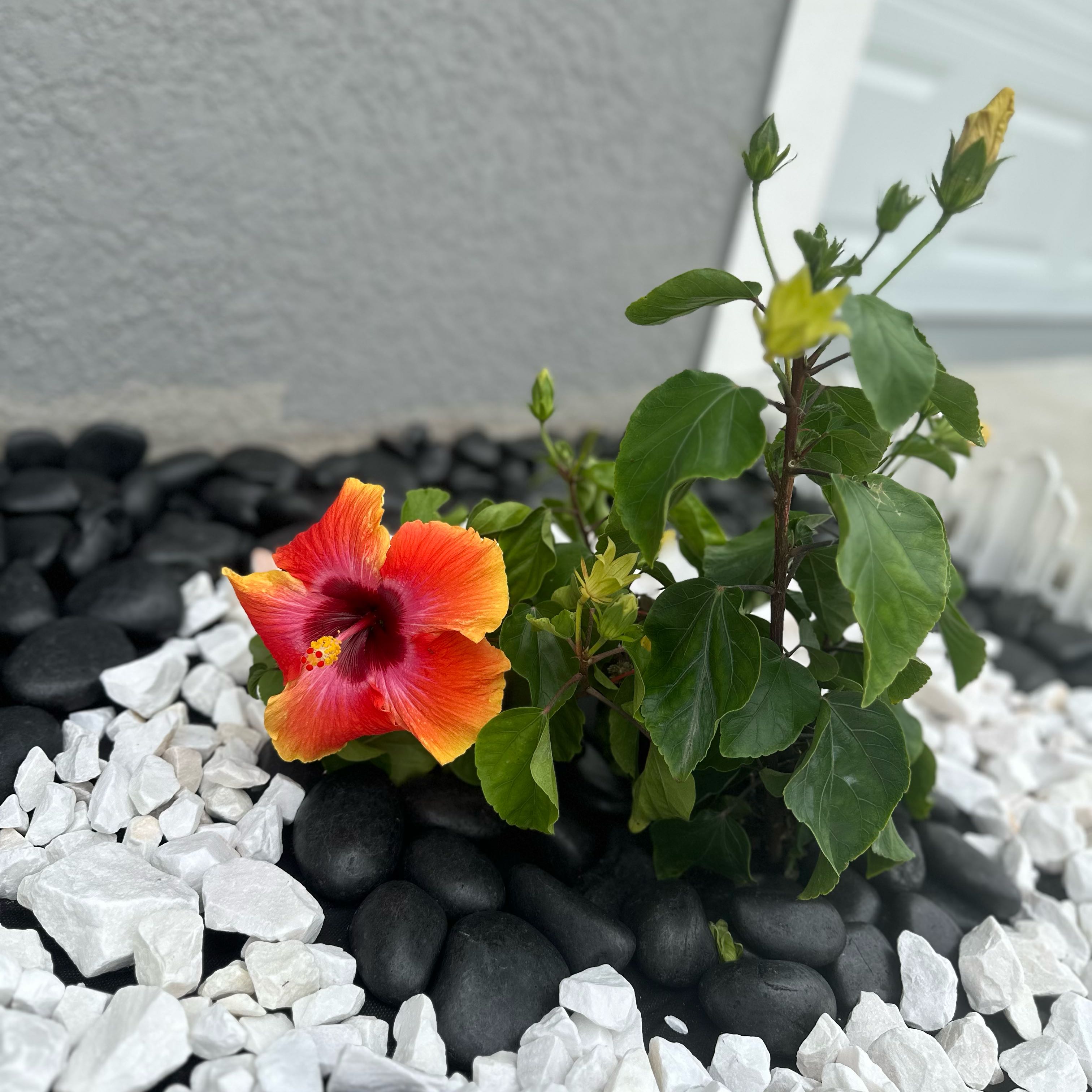 Photo of the plant species Sunset Hibiscus by @ZarfComet49 named Red Hibiscus (Sunset) on Greg, the plant care app