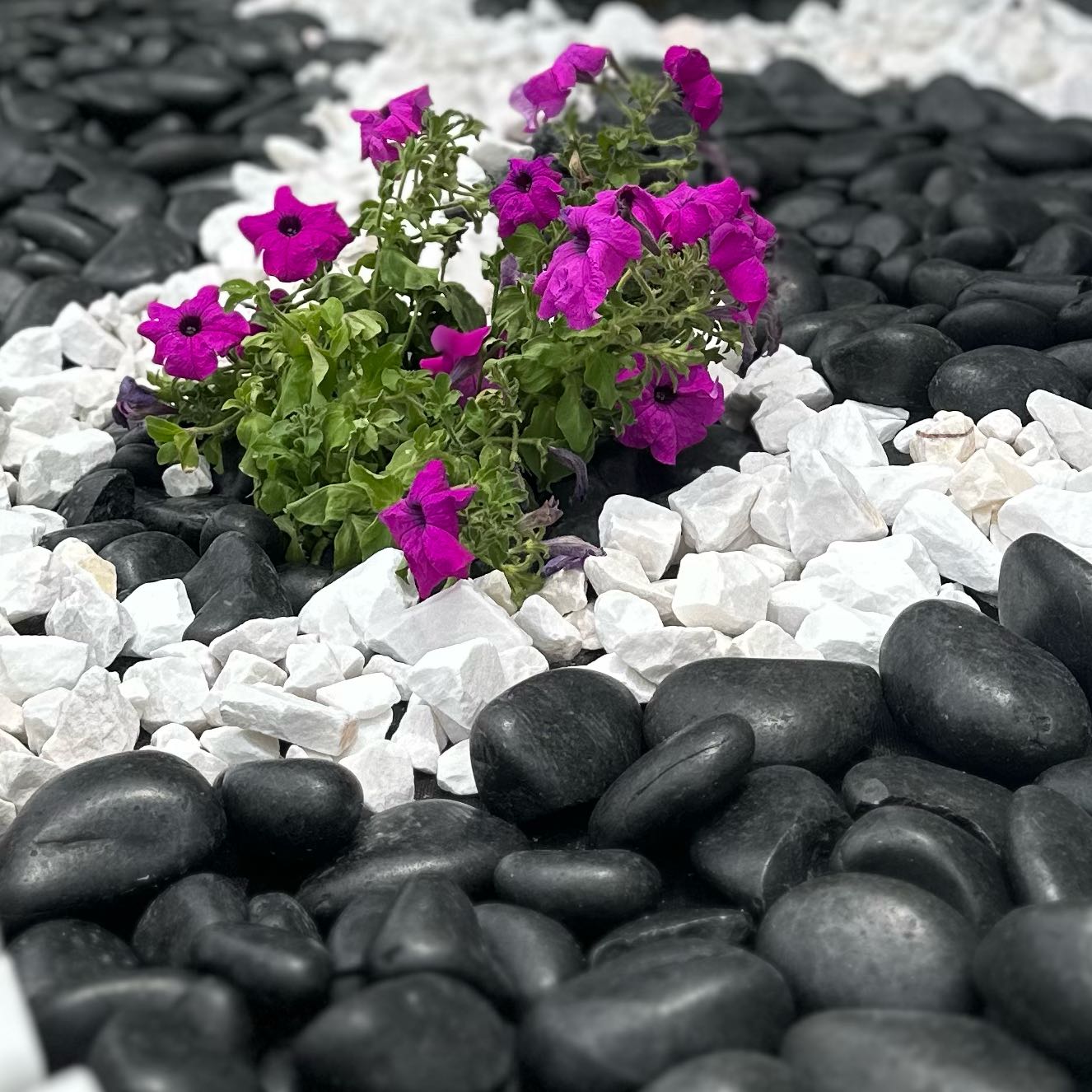 Photo of the plant species Lovie Dovie Supertunia by @ZarfComet49 named Nelly’s Plant on Greg, the plant care app