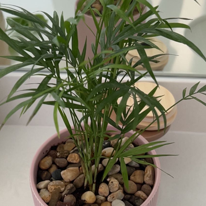Photo of the plant species Varigated Parlour Palm by @just7 named da Vinci on Greg, the plant care app