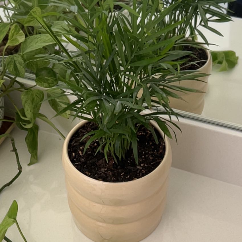 Photo of the plant species Varigated Parlour Palm by @just7 named Osmo on Greg, the plant care app