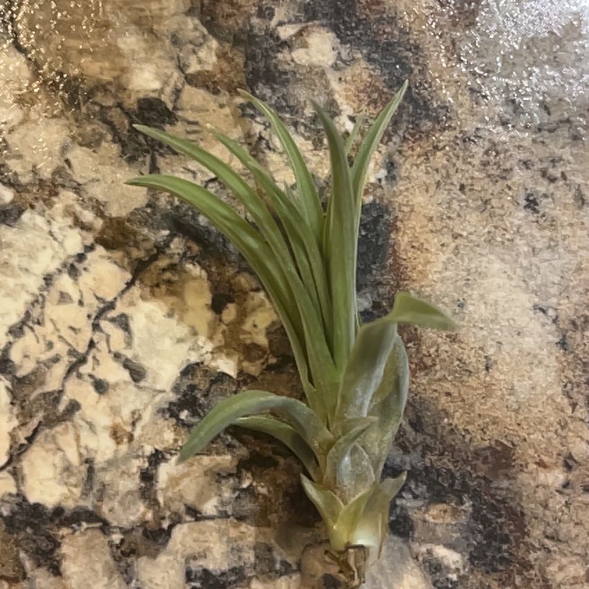Photo of the plant species Blond Plantain by @SirBonsi94 named Harmony on Greg, the plant care app