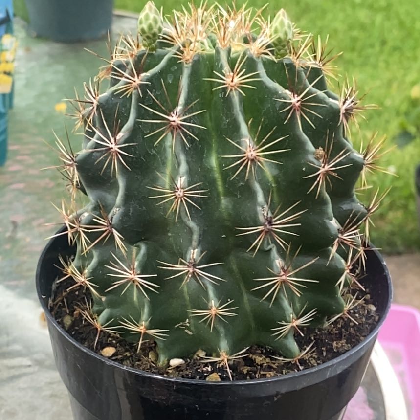 Photo of the plant species Cactus by @StockyAjwain45 named Scarlett on Greg, the plant care app