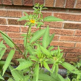 Photo of the plant species Devil's Beggartick by @PoignantAlmond named Miley on Greg, the plant care app
