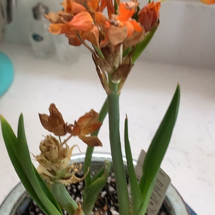 Photo of the plant species Orange Sun Star by @BestMexico69 named Tupot amaroot on Greg, the plant care app
