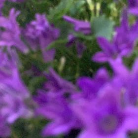 Photo of the plant species Clustered Bellflower by @BestMexico69 named Luna on Greg, the plant care app