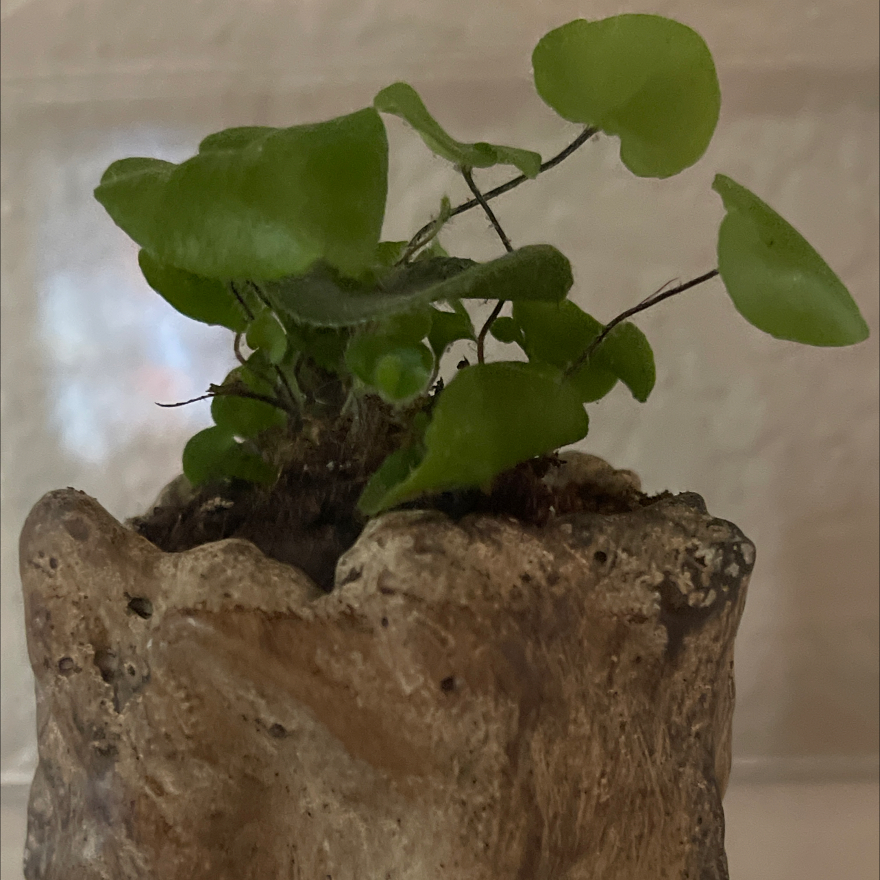 Golden Leather Fern with green, heart-shaped leaves in a rustic pot.