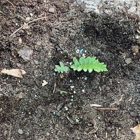 Photo of the plant species Ebony Spleenwort by @HighKawaka0 named Kesha on Greg, the plant care app