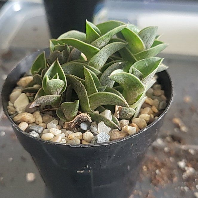 Photo of the plant species Chain Plant by @Spitfire696 named Terra on Greg, the plant care app