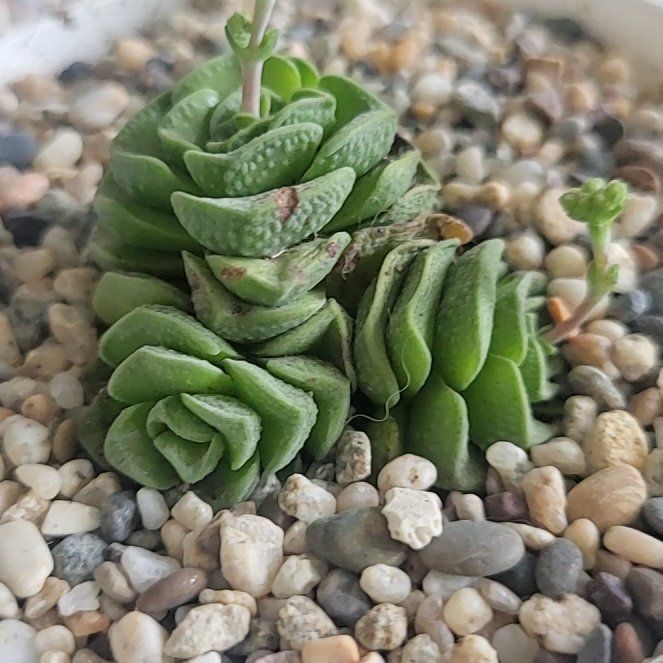 Photo of the plant species Crassula 'Dorothy' by @Spitfire696 named Judy on Greg, the plant care app