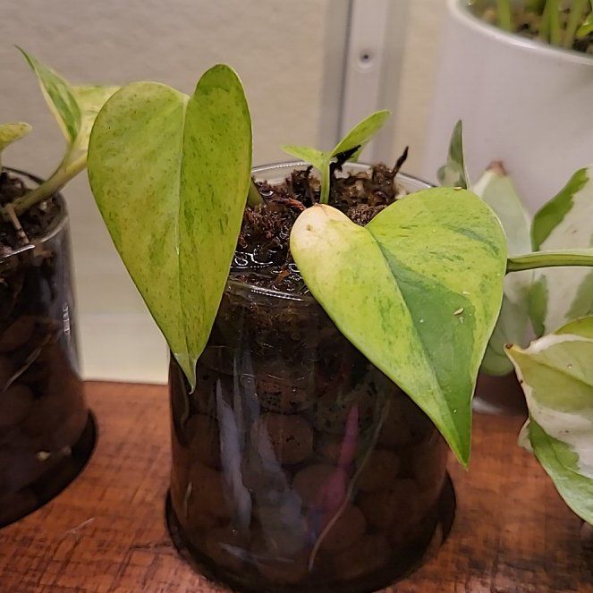 Photo of the plant species Teruno Carnival Pothos by @Spitfire696 named Coco on Greg, the plant care app
