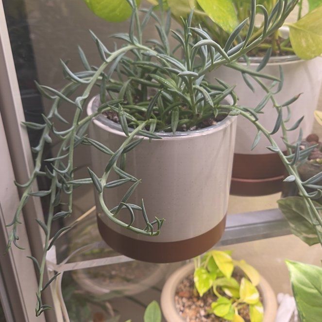 Photo of the plant species Fish Hook Senecio by @Spitfire696 named James Bartholomew on Greg, the plant care app