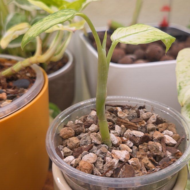 Photo of the plant species Dumb Cane by @Spitfire696 named Zion on Greg, the plant care app