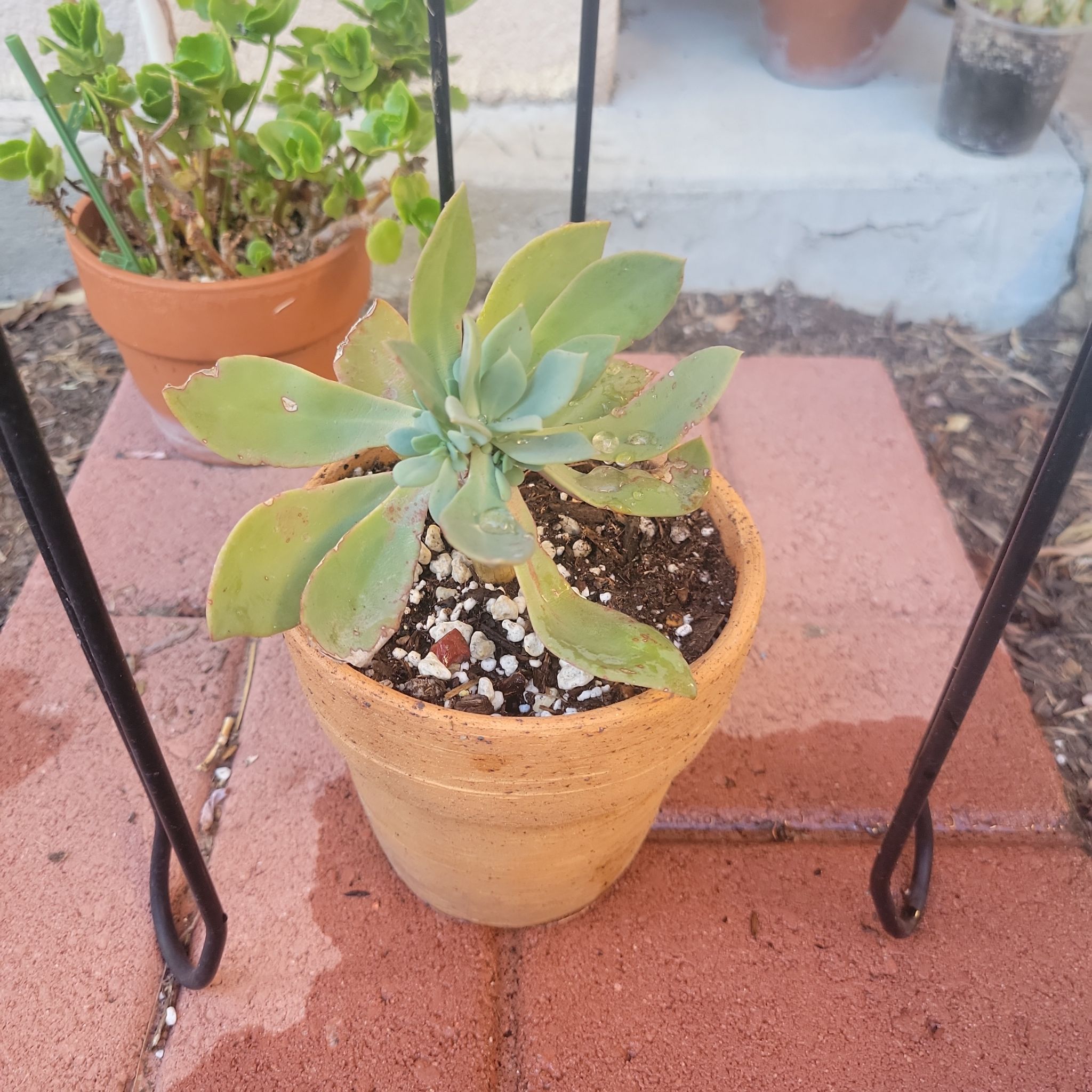 Photo of the plant species Mountain Fire Senecio by @Spitfire696 named Walt on Greg, the plant care app