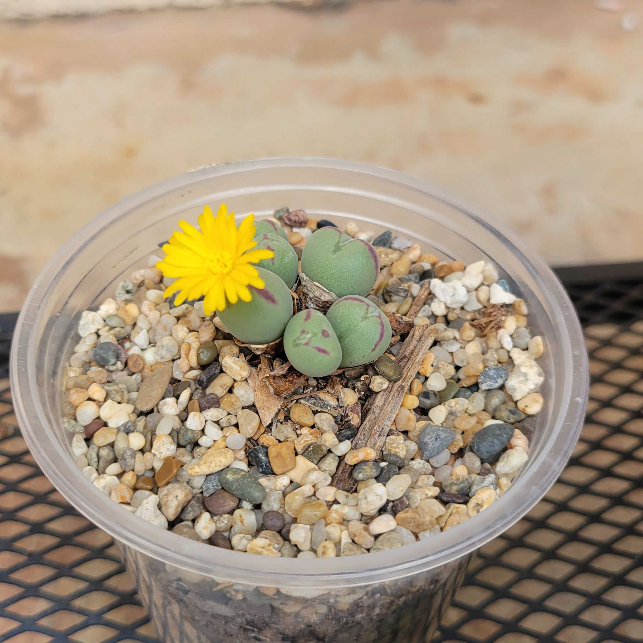 Photo of the plant species Conophytum klinghardtense subsp. baradii by @Spitfire696 named Marley on Greg, the plant care app