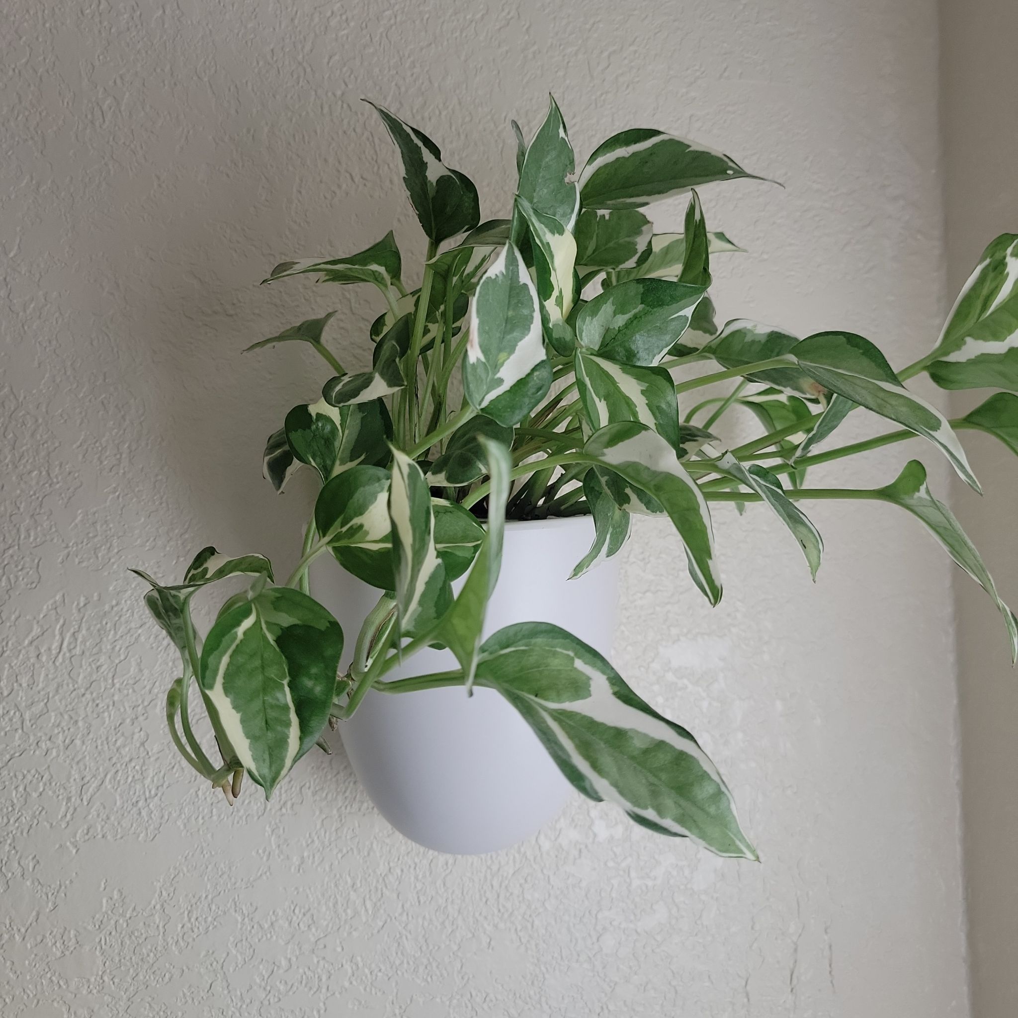 Photo of the plant species Pothos 'N'Joy' by @Spitfire696 named Harper on Greg, the plant care app