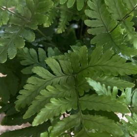 Photo of the plant species Oak Fern by @ExpertKaroorose named Aristotle on Greg, the plant care app