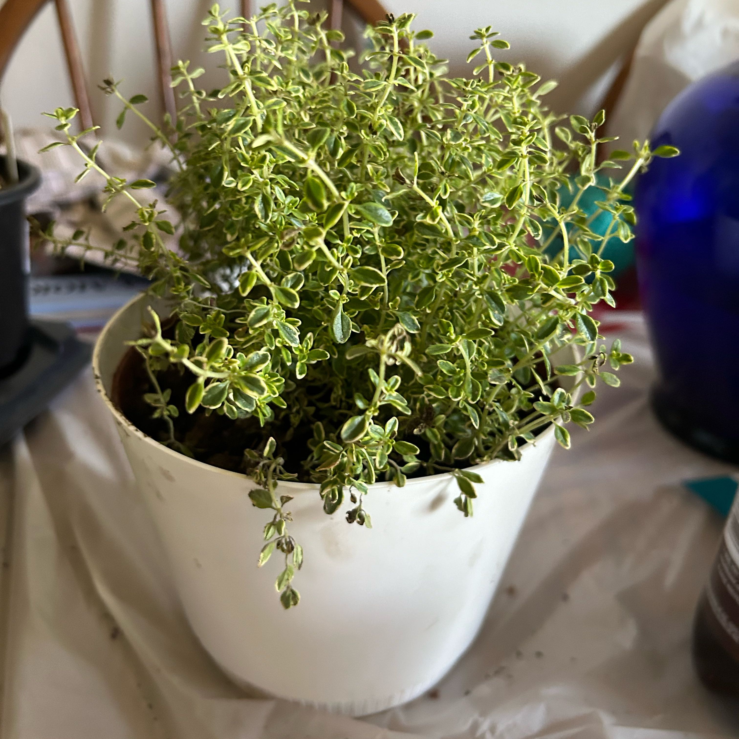 Photo of the plant species Lemon Thyme 'Gold Edge' by @JauntyEncina74 named ChloroPhil on Greg, the plant care app