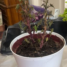 Photo of the plant species Sweet Potato 'Evangeline' by @JauntyEncina74 named Morgan Treeman on Greg, the plant care app