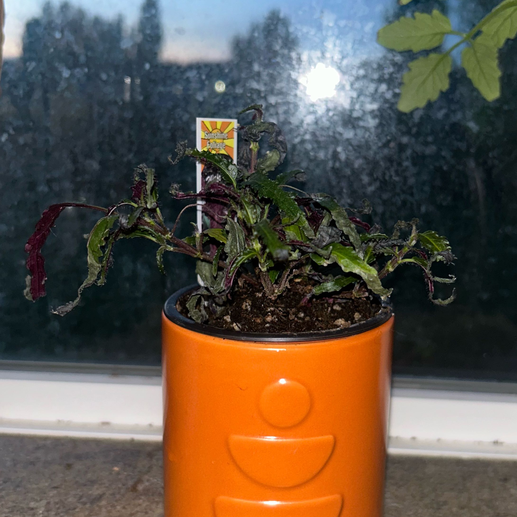 Photo of the plant species Dragon's Tongue by @JauntyEncina74 named Wall-E on Greg, the plant care app
