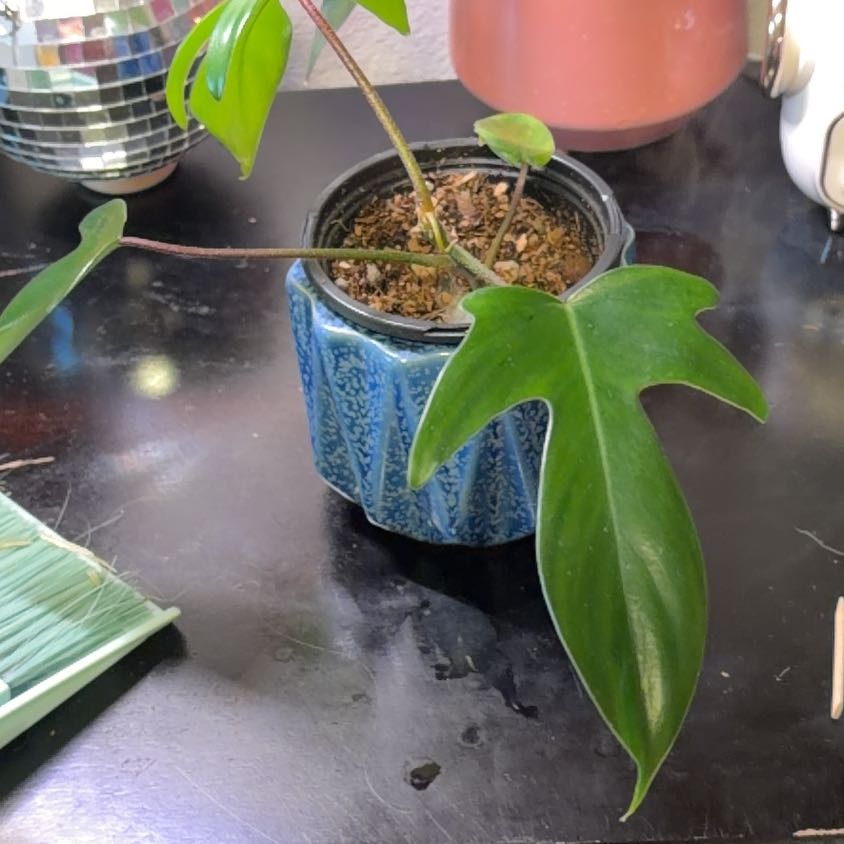 Photo of the plant species Florida green by @JuicyRedrose named Curie on Greg, the plant care app
