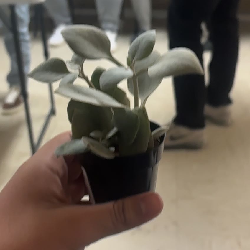 Photo of the plant species Silver Teaspoons by @CordialCat84 named Sherlock on Greg, the plant care app