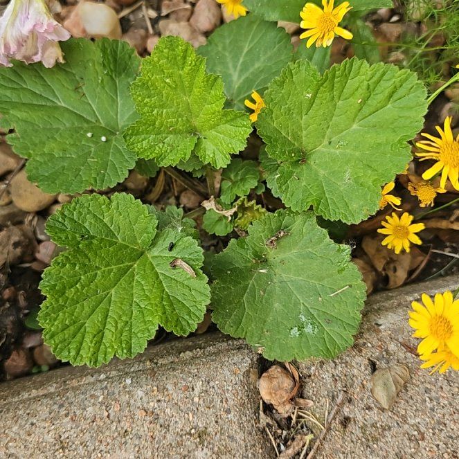 Photo of the plant species Wood Avens by @AdeptAchiote91 named Hemingway on Greg, the plant care app