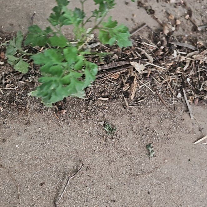 Photo of the plant species Spanish Needles by @AdeptAchiote91 named Einstein on Greg, the plant care app
