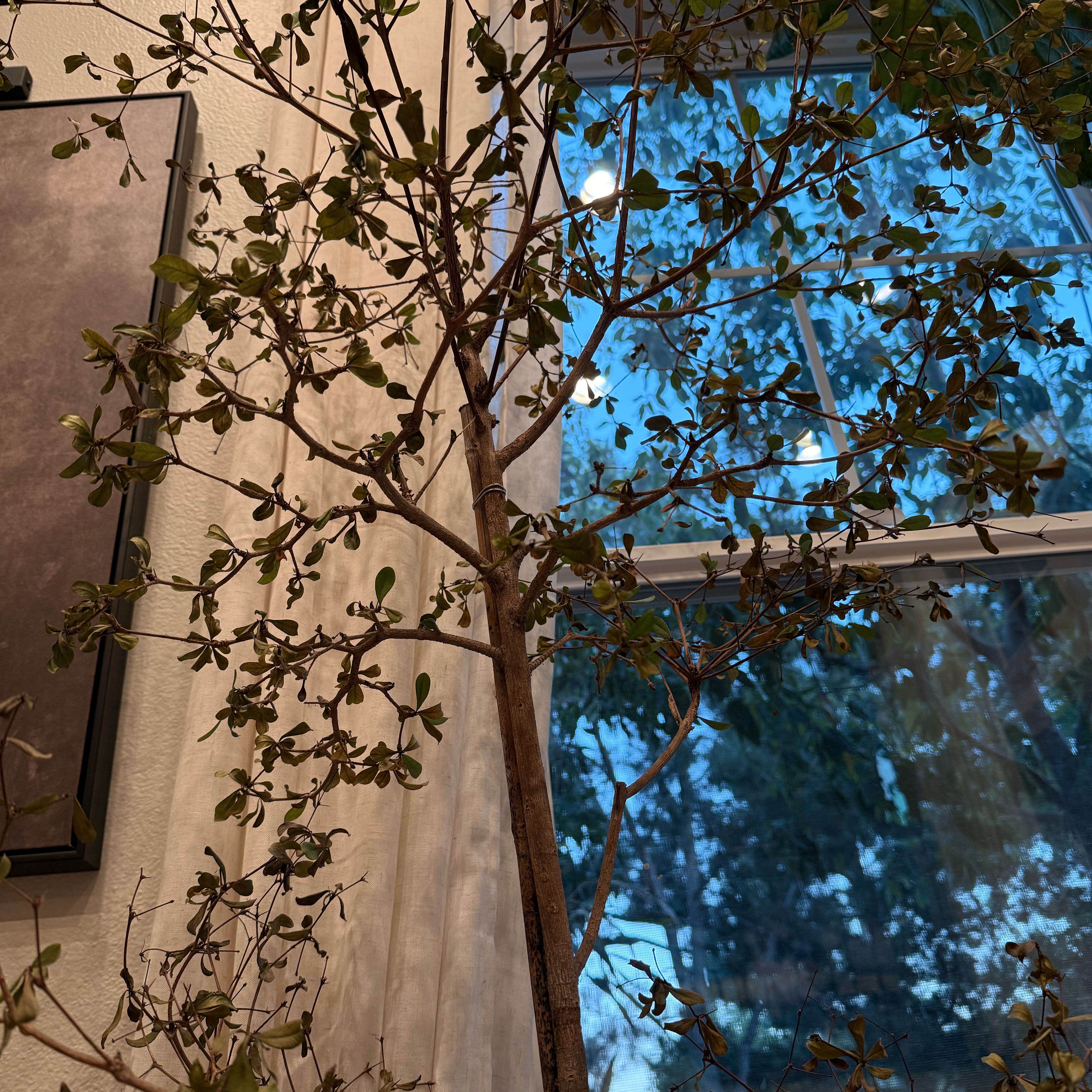 Photo of the plant species Shady Lady Black Olive by @HeroBushlily13 named Khaleesi on Greg, the plant care app