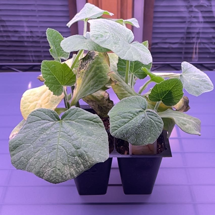 Photo of the plant species Butternut Squash by @FinestScotspine named Rihanna on Greg, the plant care app