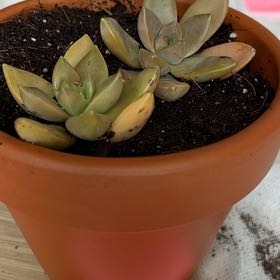 Photo of the plant species succulent by @DearIvy74 named Leo and Francis on Greg, the plant care app