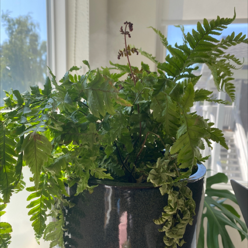 Autumn Fern in a pot near a window with some browning fronds.